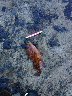 アコウの釣果