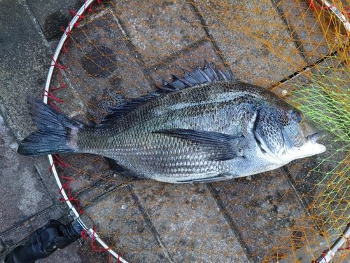 チヌの釣果