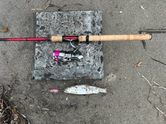 アメマスの釣果