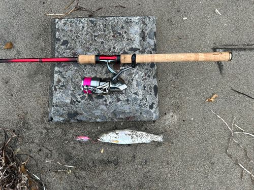 アメマスの釣果