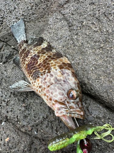 オオモンハタの釣果