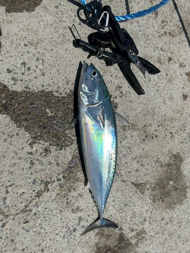 ソウダガツオの釣果