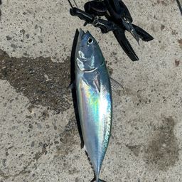 ソウダガツオ