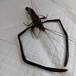 テナガエビ