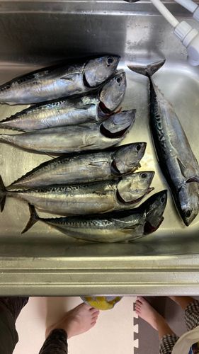 ソウダガツオの釣果