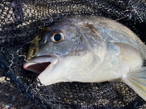 キビレの釣果