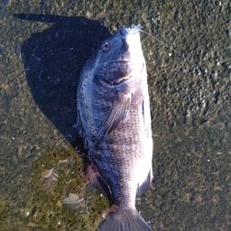クロダイ