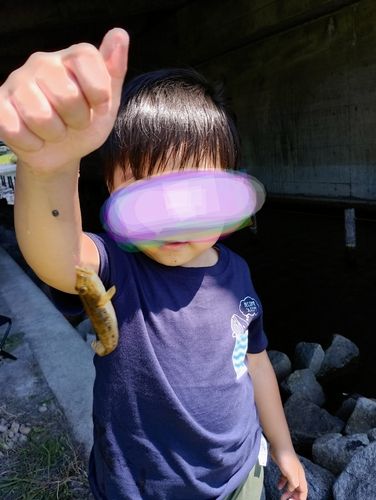 マハゼの釣果