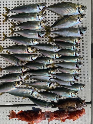 アジの釣果