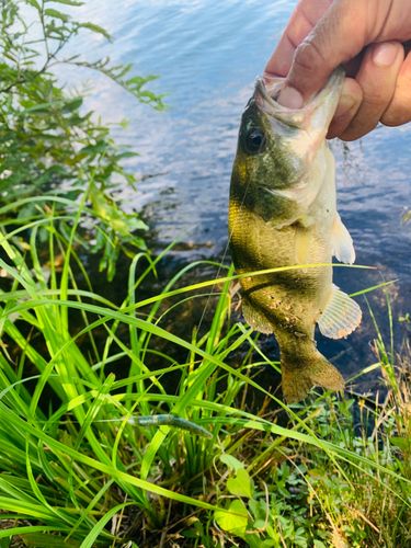 ラージマウスバスの釣果