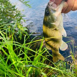 ラージマウスバス