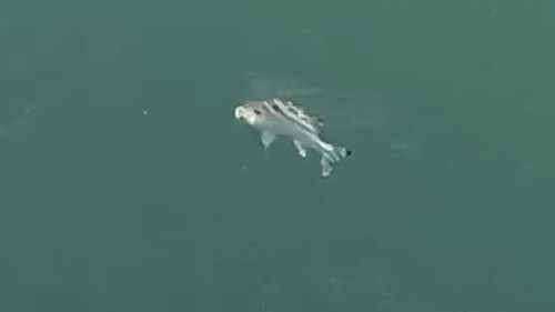 クワガナーの釣果