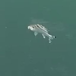 クワガナー