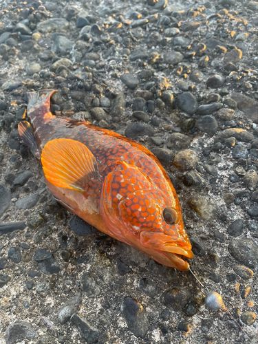 キジハタの釣果
