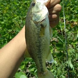 スモールマウスバス