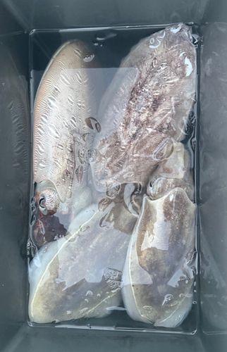 モンゴウイカの釣果