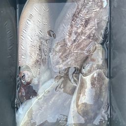 モンゴウイカ