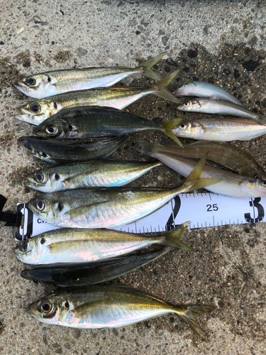 アジの釣果