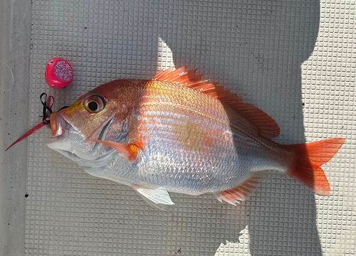 レンコダイの釣果