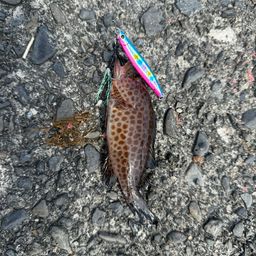 アジ