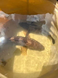 オオモンハタの釣果