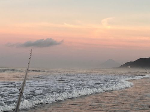 クサフグの釣果