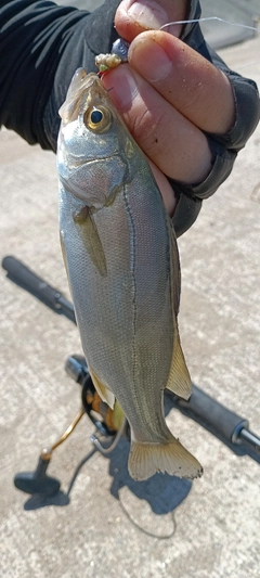 セイゴ（マルスズキ）の釣果