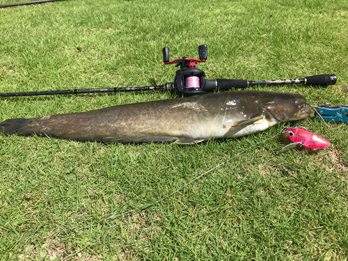 ニホンナマズの釣果