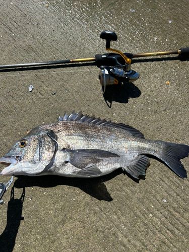 チヌの釣果