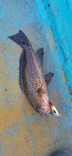オオモンハタの釣果