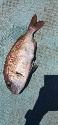 タイの釣果