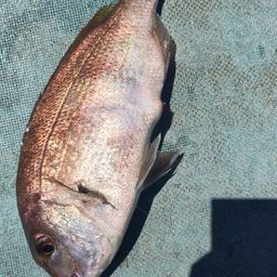 タイ