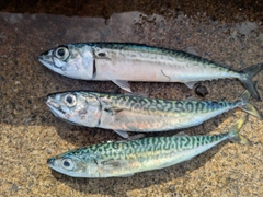 ブリの釣果