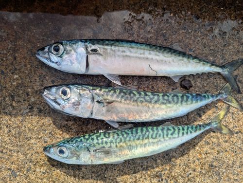 ブリの釣果