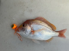 レンコダイの釣果