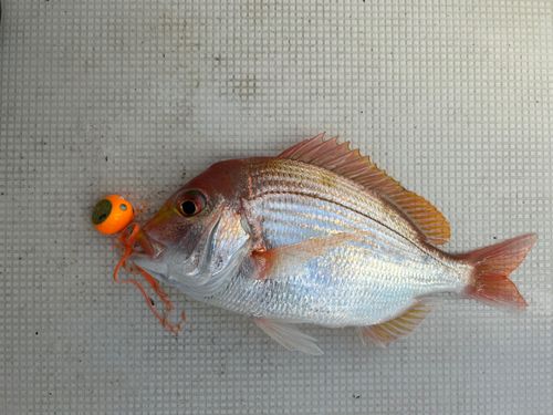 レンコダイの釣果