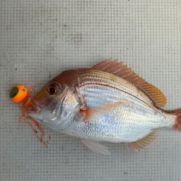 レンコダイ