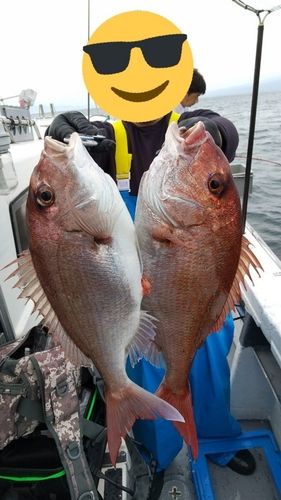 マダイの釣果