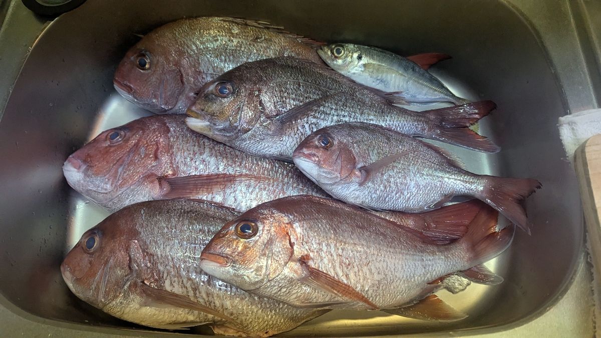 ソエソエさんの釣果 2枚目の画像