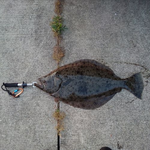 ヒラメの釣果