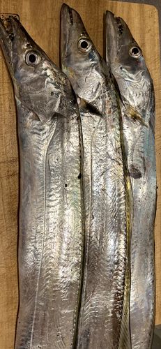 タチウオの釣果