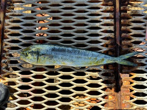 シイラの釣果