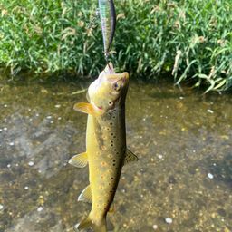 ブラウントラウト