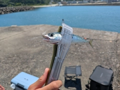 マサバの釣果