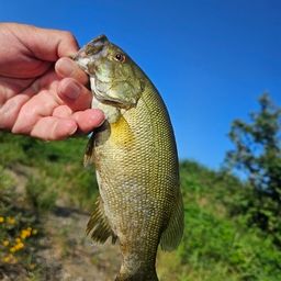 スモールマウスバス