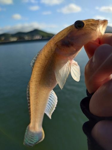 マハゼの釣果