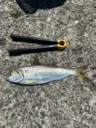 コノシロの釣果