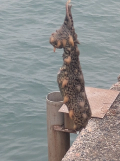 F1の釣果