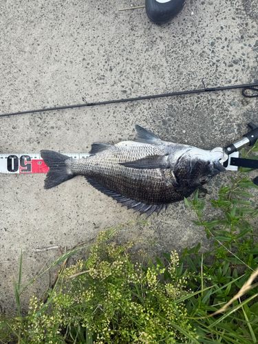 チヌの釣果