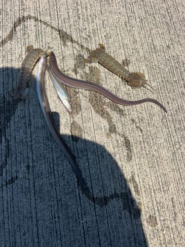 シャコエビの釣果